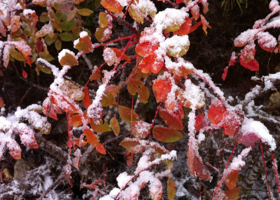 Red leaves in snow